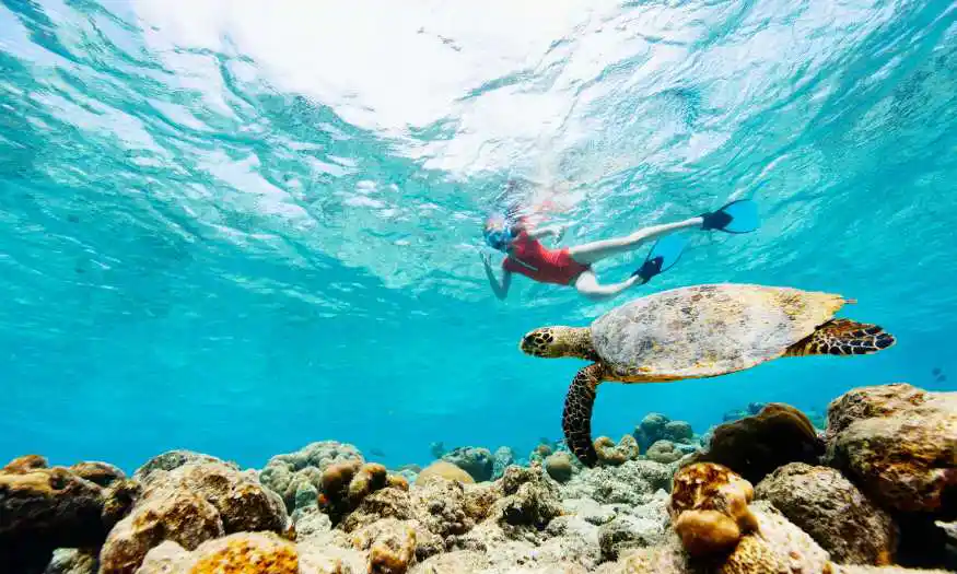 Dolphin Watching and Snorkeling Adventures
